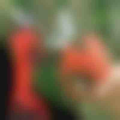 Električne škarje | WHIZZPRUNER