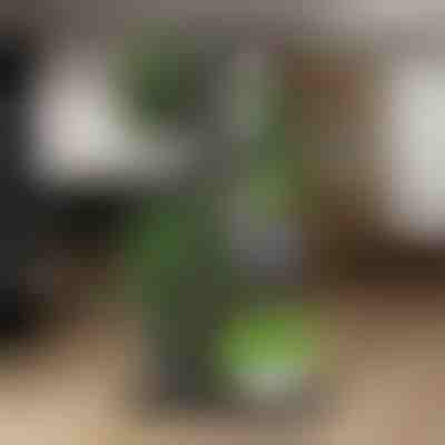 Stojalo za lončke z rastlinami | POTSTAGE