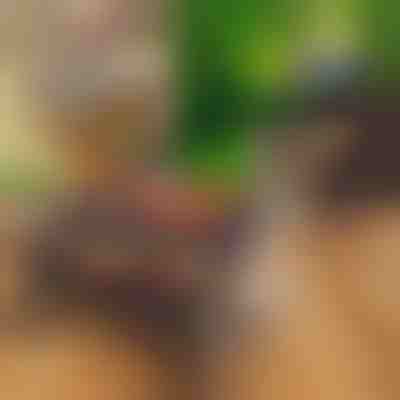 Kompakten prenosni zložljivi žar | PORTOGRILL