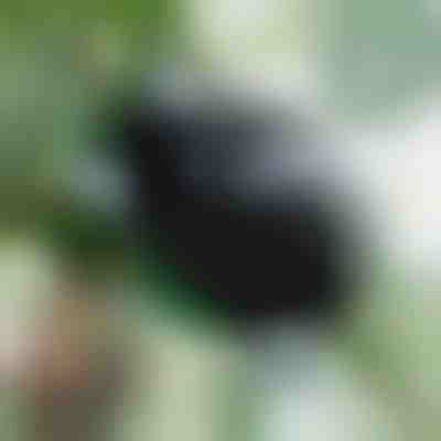 Posoda za razmnoževanje zdravih korenin (5 kosov) | | ROOTY