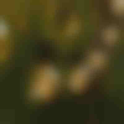 Svetlobni niz LED žarnic | YARDBULBS