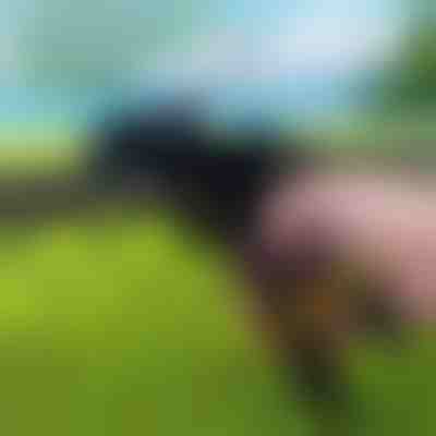 Orodje za močne kabelske vezice | ZIPFLEX